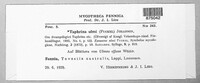 Taphrina ulmi image